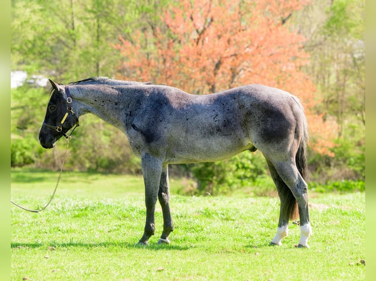 American Quarter Horse Castrone 8 Anni 157 cm Roano blu in New Holland, PA