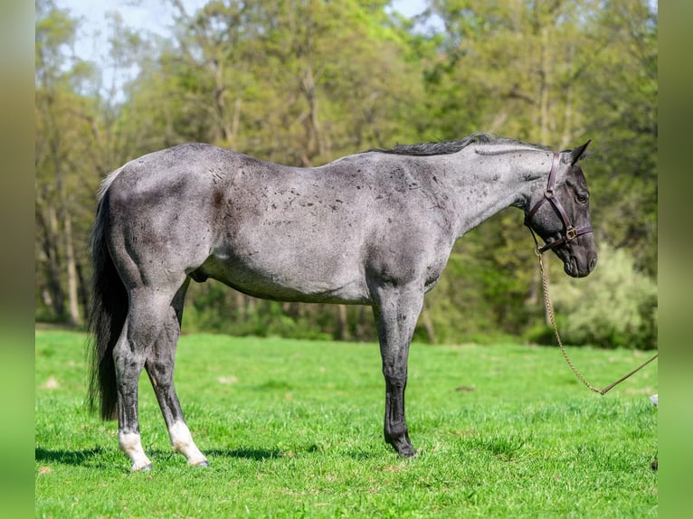 American Quarter Horse Castrone 8 Anni 157 cm Roano blu in New Holland, PA