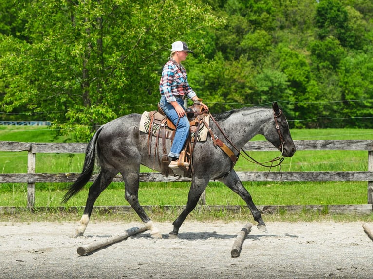 American Quarter Horse Castrone 8 Anni 157 cm Roano blu in New Holland, PA