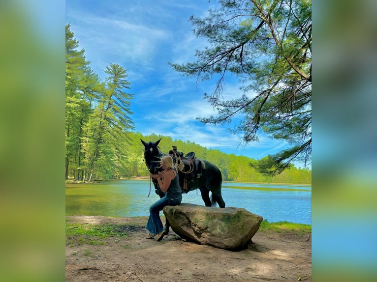 American Quarter Horse Castrone 8 Anni 157 cm Roano blu in New Holland, PA