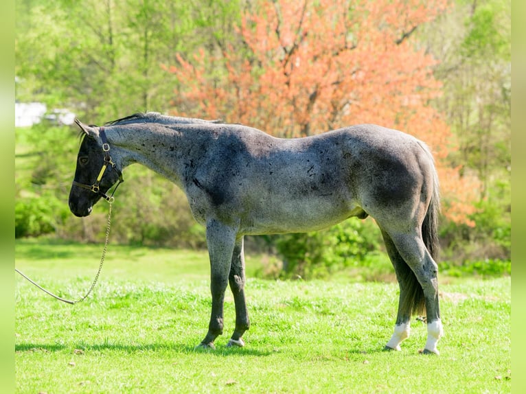 American Quarter Horse Castrone 8 Anni 157 cm Roano blu in New Holland, PA