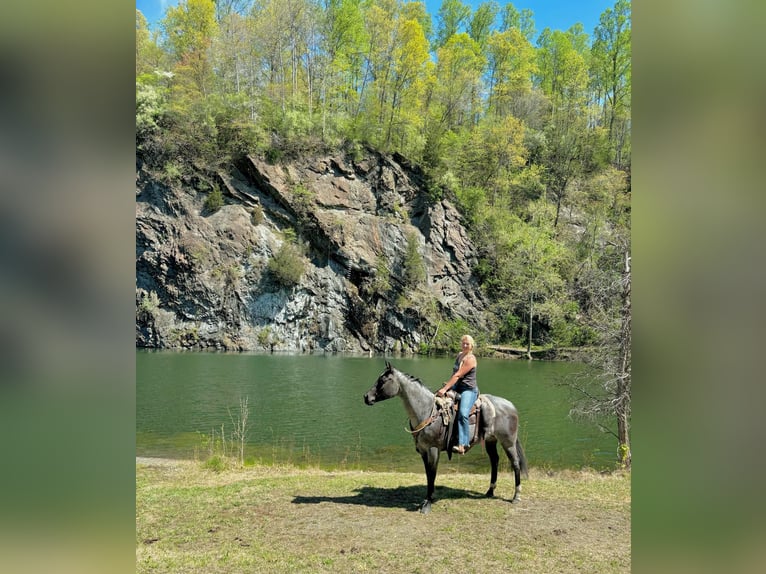 American Quarter Horse Castrone 8 Anni 157 cm Roano blu in New Holland, PA