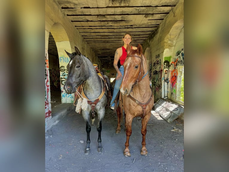 American Quarter Horse Castrone 8 Anni 157 cm Roano blu in New Holland, PA