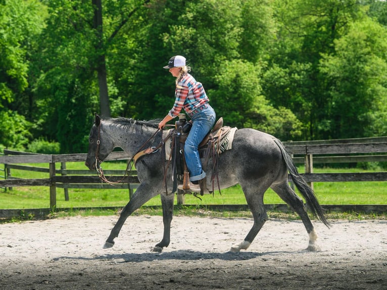 American Quarter Horse Castrone 8 Anni 157 cm Roano blu in New Holland, PA