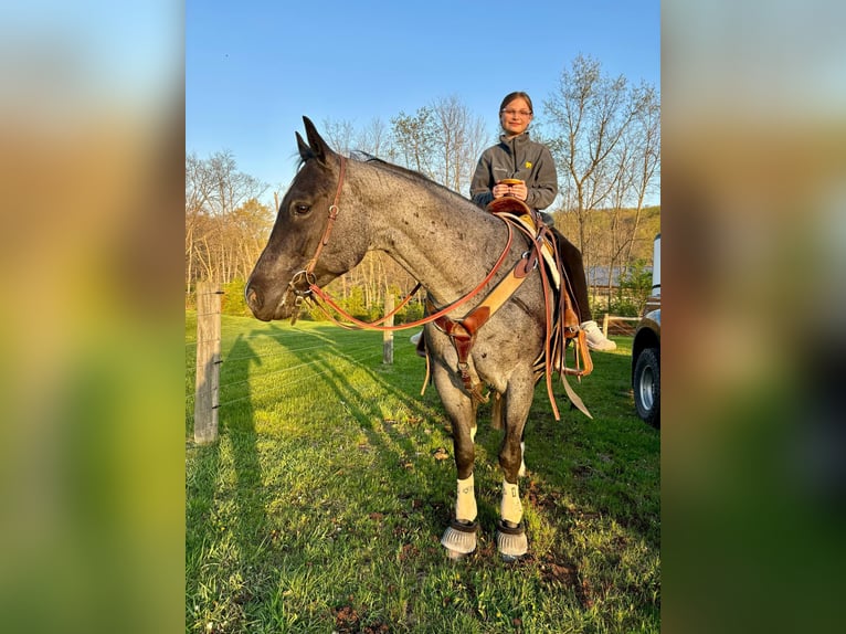 American Quarter Horse Castrone 8 Anni 157 cm Roano blu in New Holland, PA