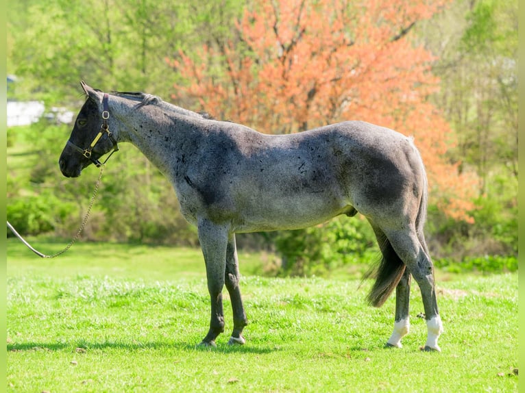 American Quarter Horse Castrone 8 Anni 157 cm Roano blu in New Holland, PA