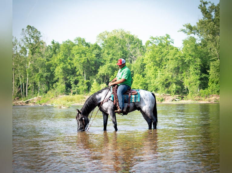 American Quarter Horse Castrone 8 Anni 157 cm Roano blu in Hillsboro KY