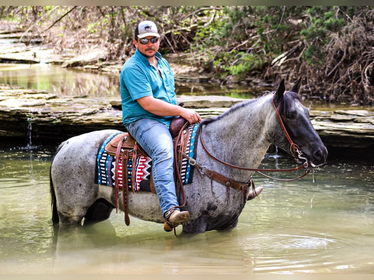 American Quarter Horse Castrone 8 Anni 157 cm Roano blu in Hillsboro KY