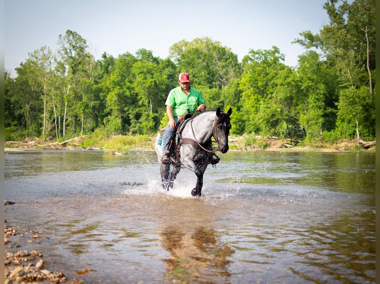 American Quarter Horse Castrone 8 Anni 157 cm Roano blu in Hillsboro KY