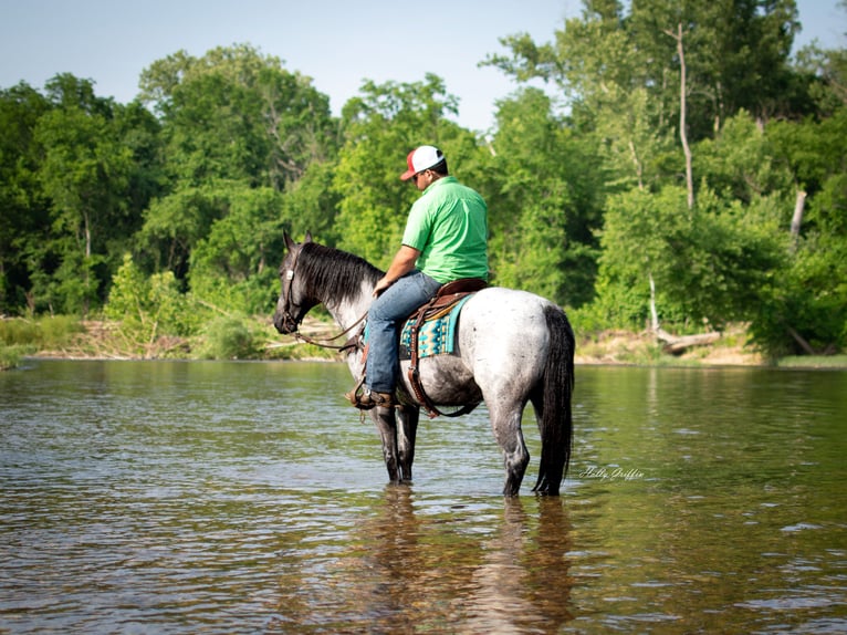 American Quarter Horse Castrone 8 Anni 157 cm Roano blu in Hillsboro KY