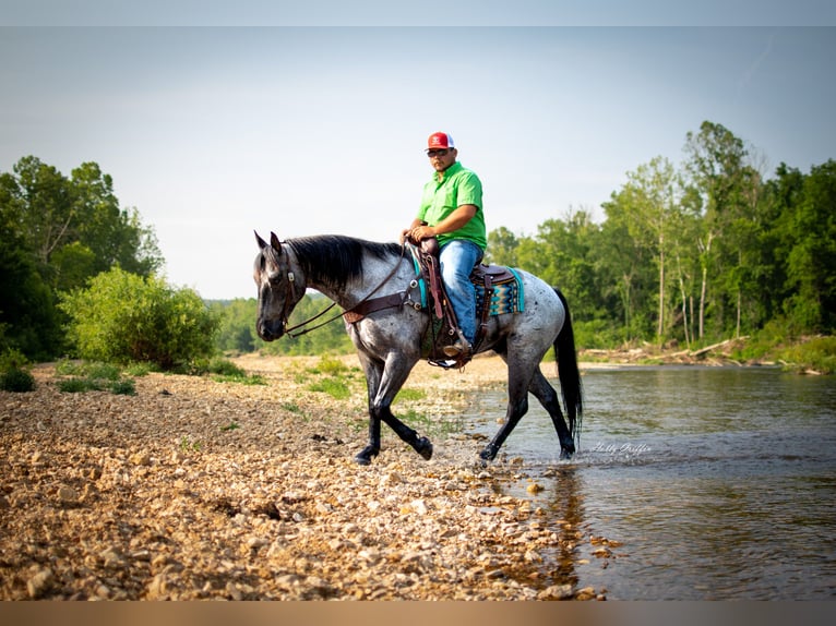 American Quarter Horse Castrone 8 Anni 157 cm Roano blu in Hillsboro KY