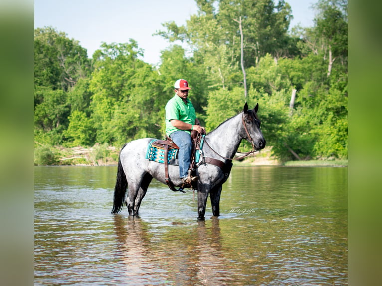 American Quarter Horse Castrone 8 Anni 157 cm Roano blu in Hillsboro KY