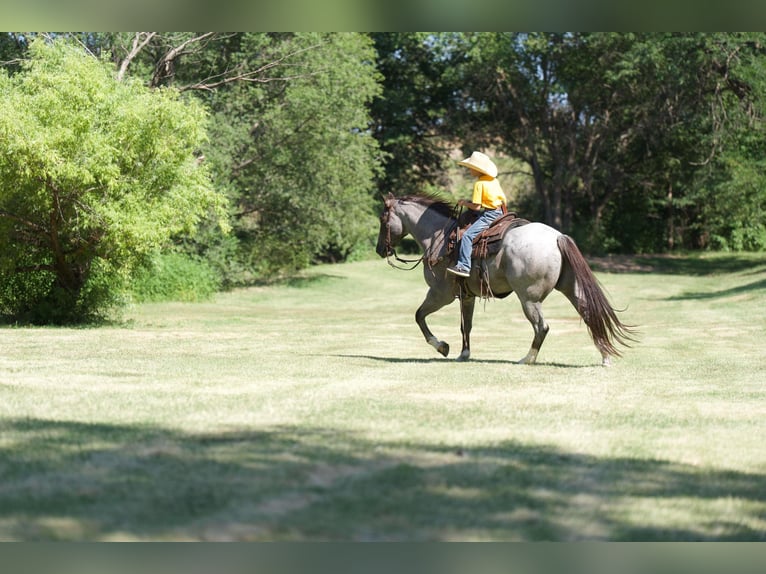 American Quarter Horse Castrone 8 Anni 157 cm Roano rosso in Canyon TX