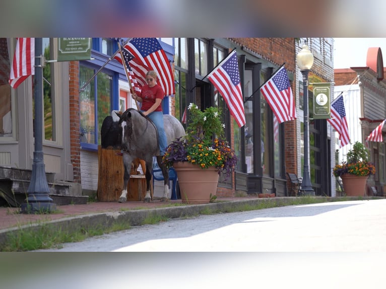 American Quarter Horse Castrone 8 Anni 157 cm Roano rosso in Canyon TX