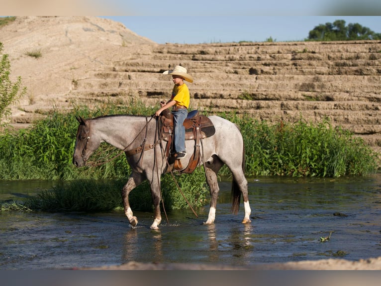 American Quarter Horse Castrone 8 Anni 157 cm Roano rosso in Canyon TX