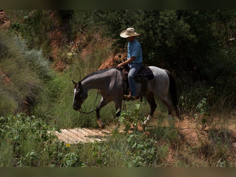 American Quarter Horse Castrone 8 Anni 157 cm Roano rosso in Canyon TX