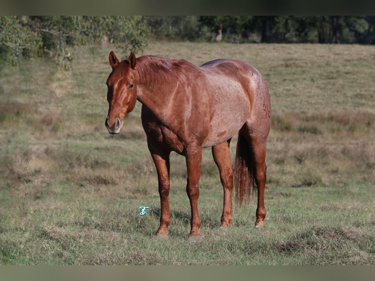 American Quarter Horse Castrone 8 Anni 157 cm Roano rosso in Carthage, TX