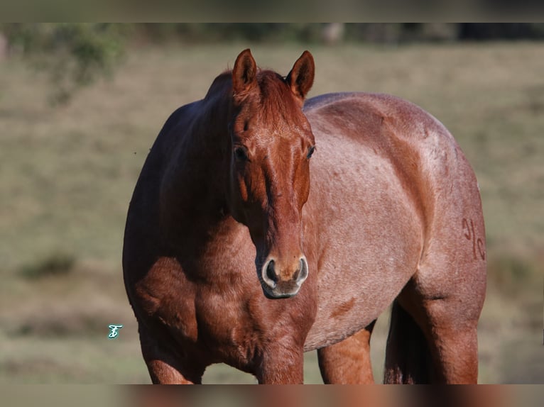 American Quarter Horse Castrone 8 Anni 157 cm Roano rosso in Carthage, TX