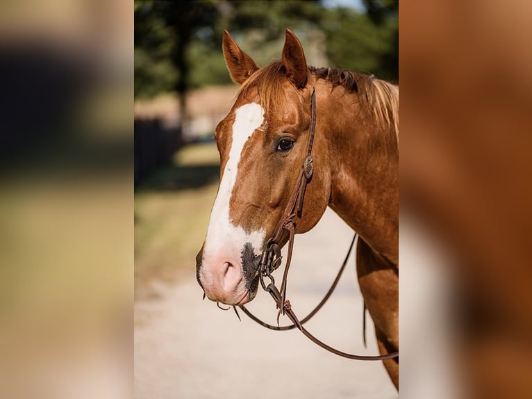 American Quarter Horse Castrone 8 Anni 157 cm Sauro scuro in Lipan TX