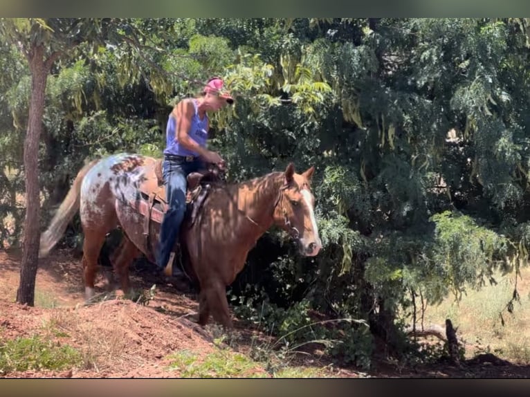 American Quarter Horse Castrone 8 Anni 157 cm Sauro scuro in Lipan TX