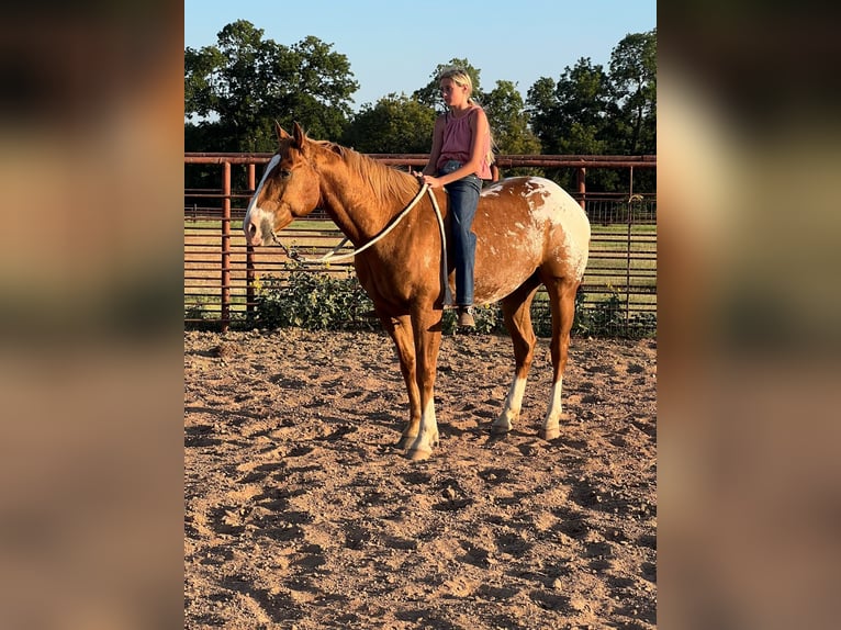 American Quarter Horse Castrone 8 Anni 157 cm Sauro scuro in Lipan TX