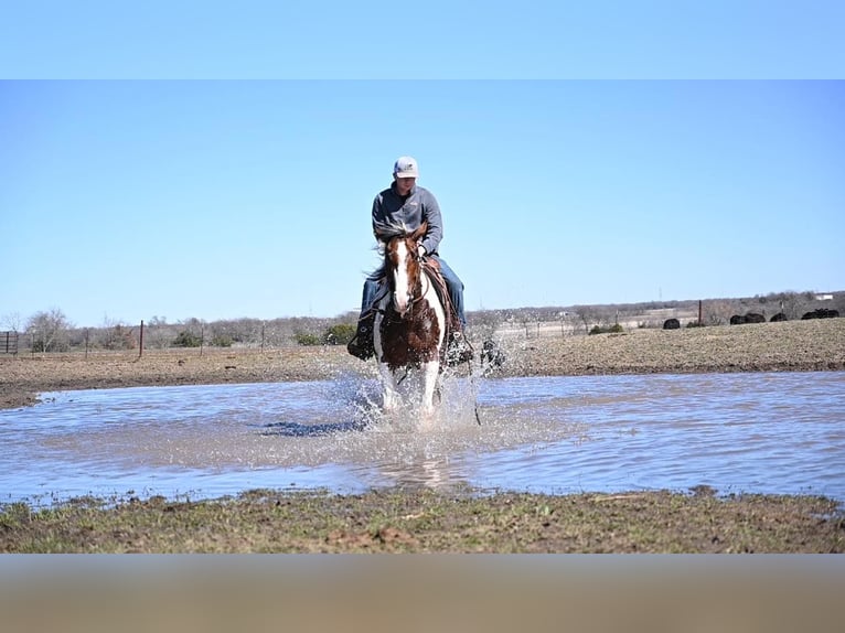 American Quarter Horse Castrone 8 Anni 157 cm Tobiano-tutti i colori in Waco TX