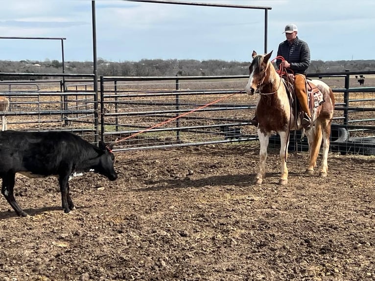 American Quarter Horse Castrone 8 Anni 157 cm Tobiano-tutti i colori in Waco TX