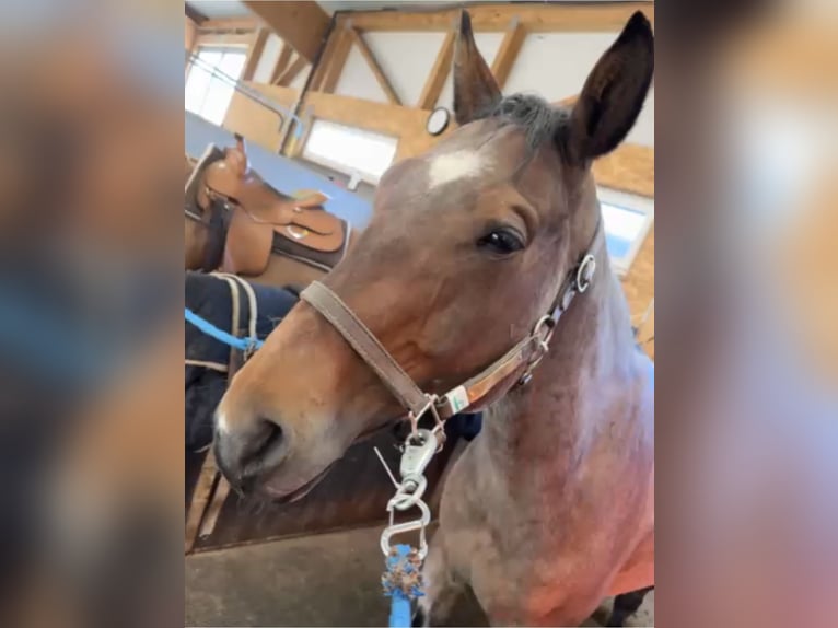 American Quarter Horse Castrone 8 Anni 158 cm Baio roano in ThyrowLudwigsfelde