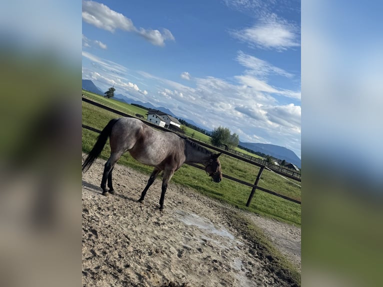 American Quarter Horse Castrone 8 Anni 158 cm Baio roano in ThyrowLudwigsfelde
