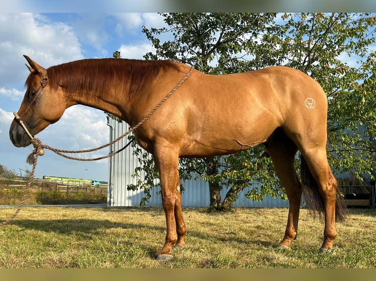 American Quarter Horse Castrone 8 Anni 158 cm Red dun in Santa Ana