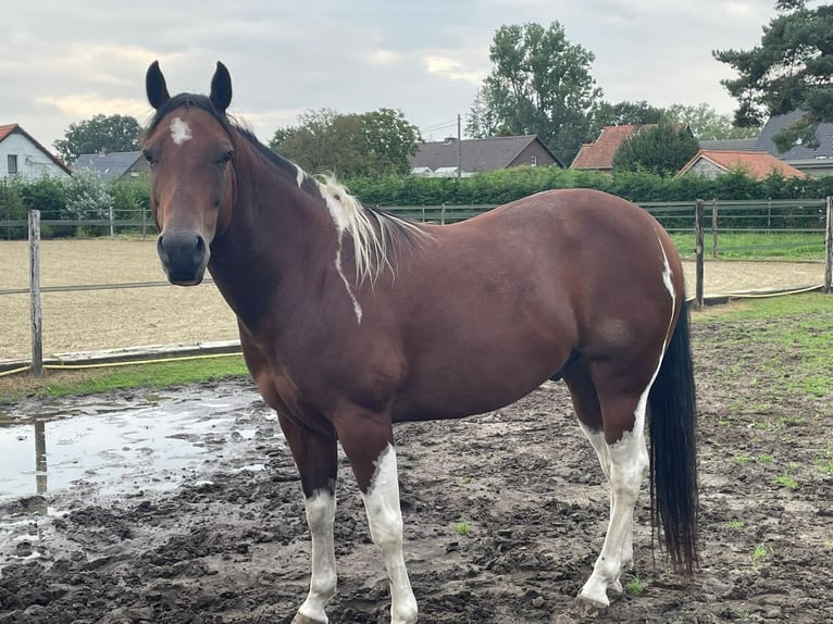 American Quarter Horse Castrone 8 Anni 158 cm Tobiano-tutti i colori in Kinrooi