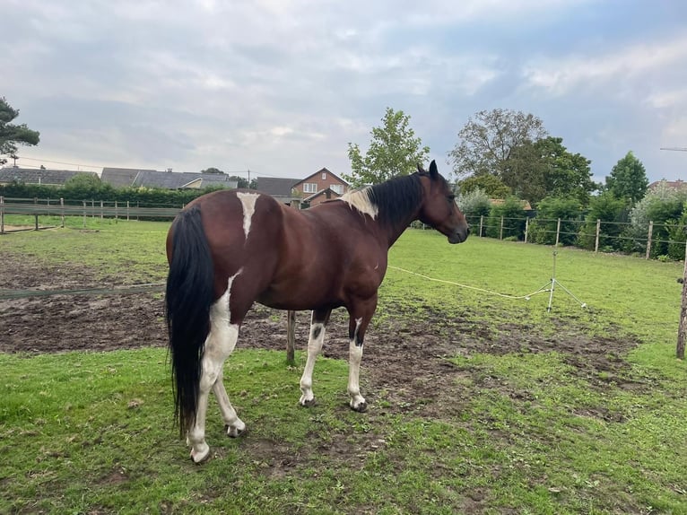 American Quarter Horse Castrone 8 Anni 158 cm Tobiano-tutti i colori in Kinrooi