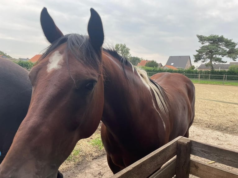 American Quarter Horse Castrone 8 Anni 158 cm Tobiano-tutti i colori in Kinrooi