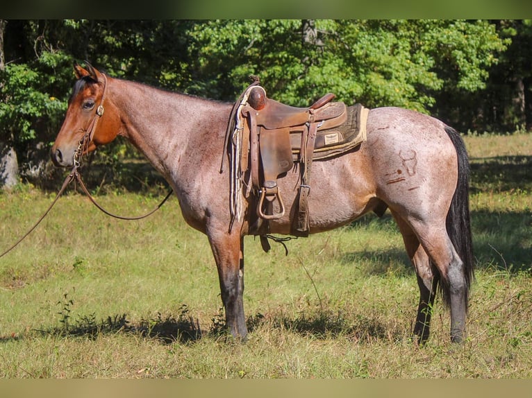 American Quarter Horse Castrone 8 Anni 160 cm Baio roano in Rusk, TX