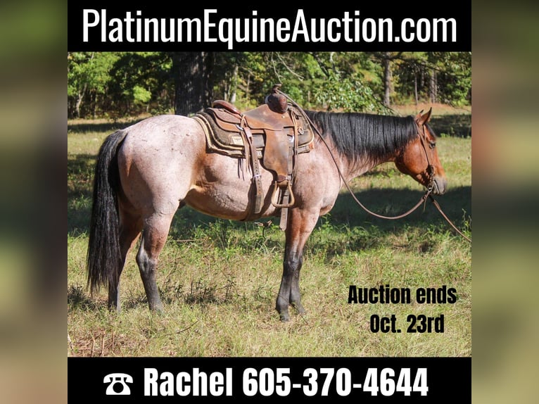 American Quarter Horse Castrone 8 Anni 160 cm Baio roano in Rusk, TX