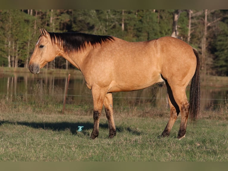 American Quarter Horse Castrone 8 Anni 160 cm Falbo in Carthage