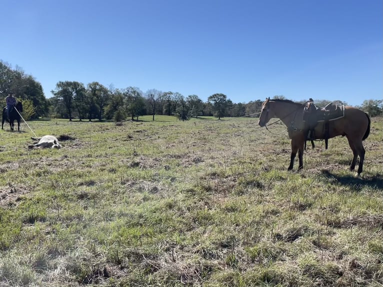 American Quarter Horse Castrone 8 Anni 160 cm Falbo in Carthage