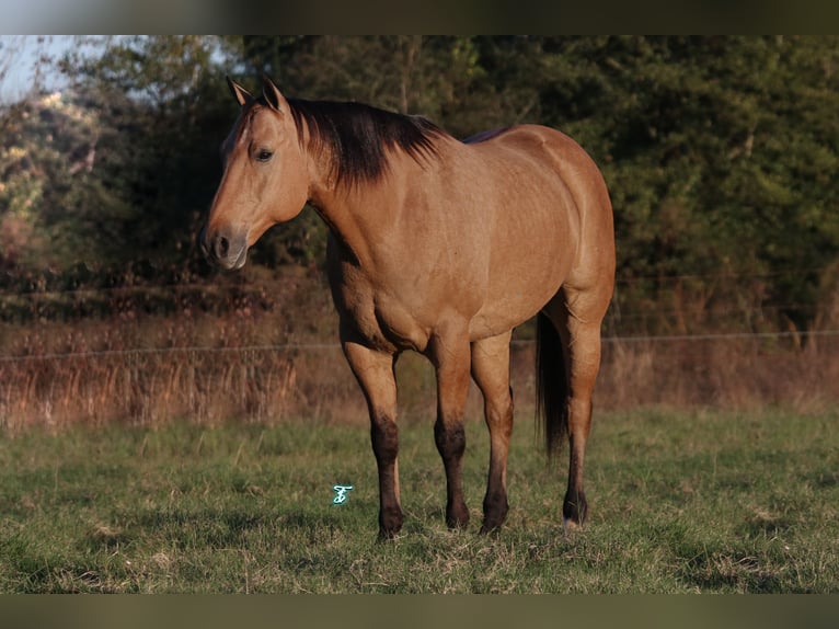 American Quarter Horse Castrone 8 Anni 160 cm Falbo in Carthage