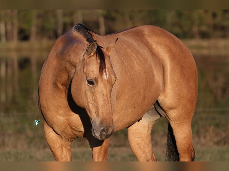 American Quarter Horse Castrone 8 Anni 160 cm Falbo in Carthage