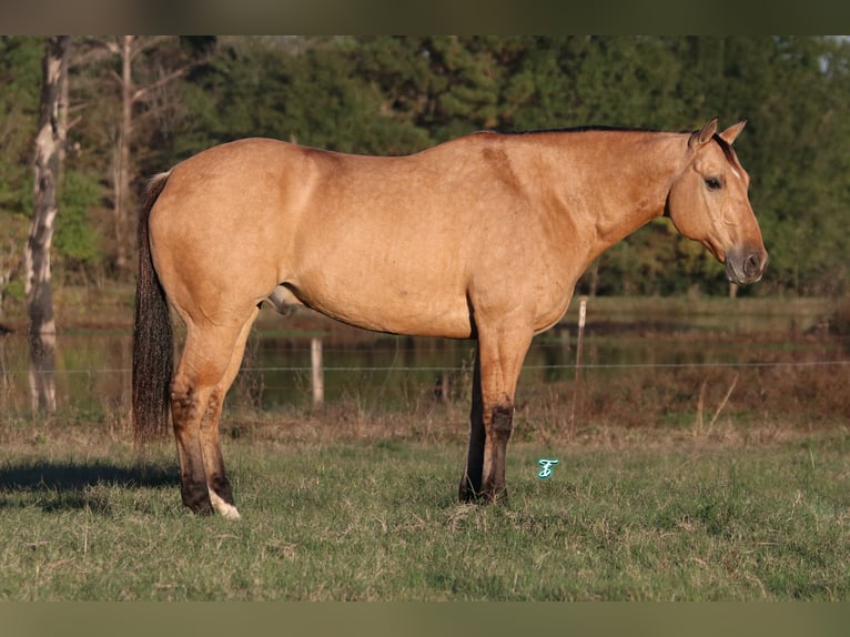 American Quarter Horse Castrone 8 Anni 160 cm Falbo in Carthage