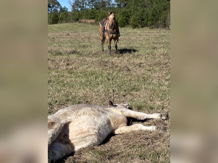 American Quarter Horse Castrone 8 Anni 160 cm Falbo in Carthage