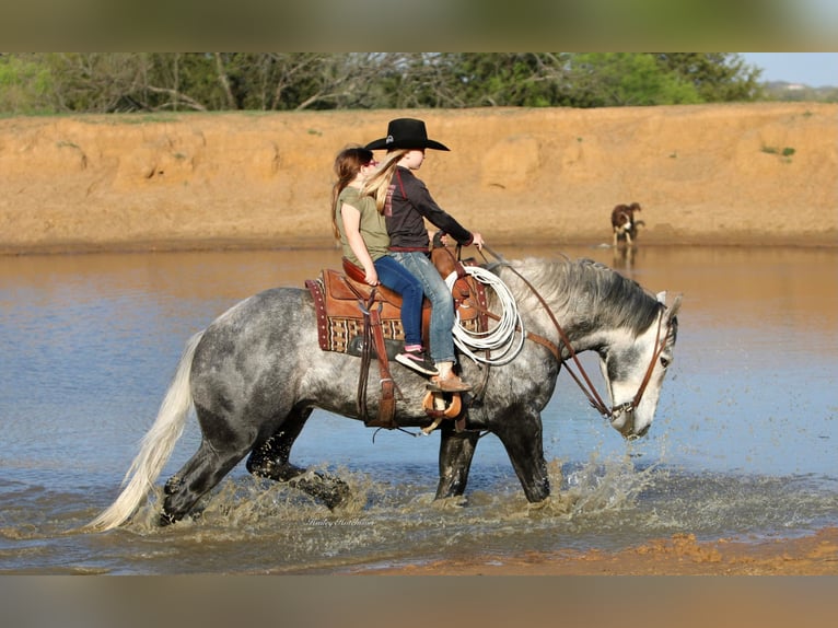 American Quarter Horse Castrone 8 Anni 160 cm Grigio pezzato in Joshua TX