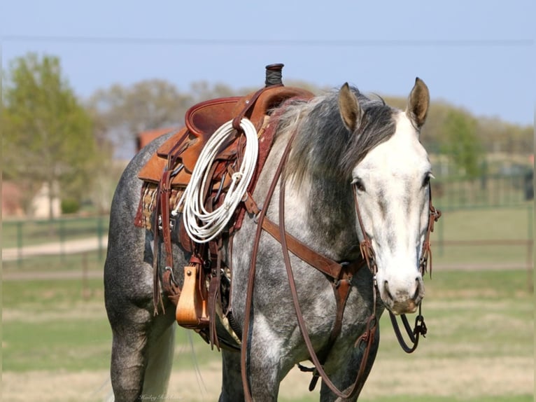 American Quarter Horse Castrone 8 Anni 160 cm Grigio pezzato in Joshua TX