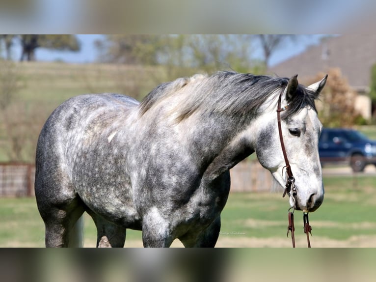 American Quarter Horse Castrone 8 Anni 160 cm Grigio pezzato in Joshua TX