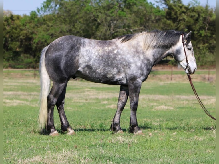 American Quarter Horse Castrone 8 Anni 160 cm Grigio pezzato in Joshua TX