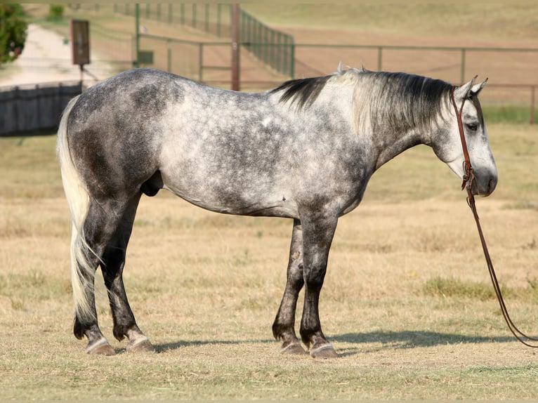 American Quarter Horse Castrone 8 Anni 160 cm Grigio pezzato in Joshua TX