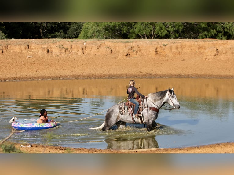 American Quarter Horse Castrone 8 Anni 160 cm Grigio pezzato in Joshua TX