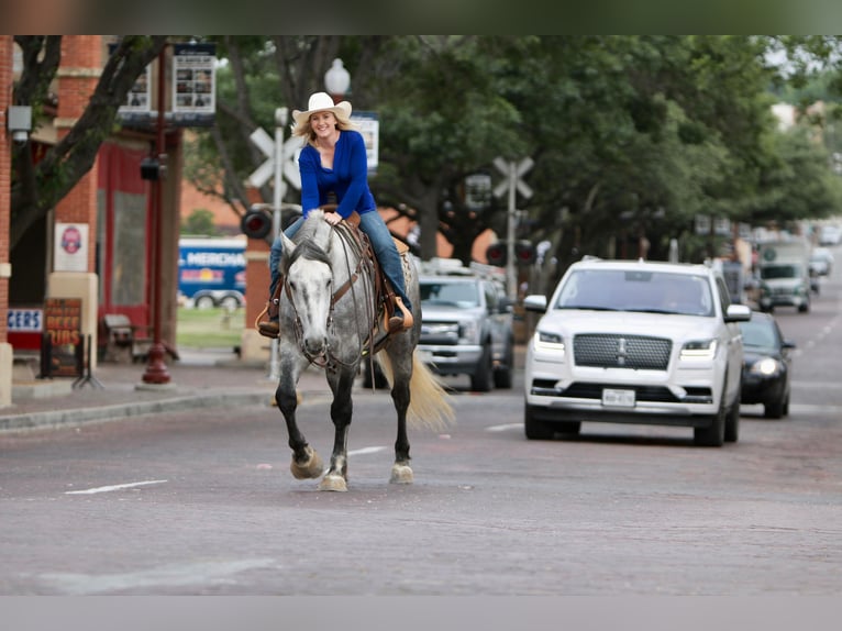 American Quarter Horse Castrone 8 Anni 160 cm Grigio pezzato in Joshua TX