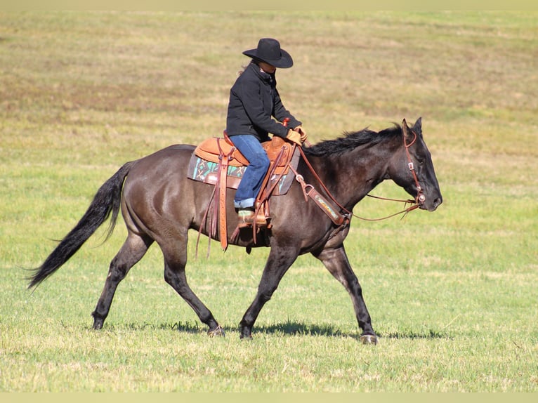 American Quarter Horse Castrone 8 Anni 160 cm Grullo in Clarion