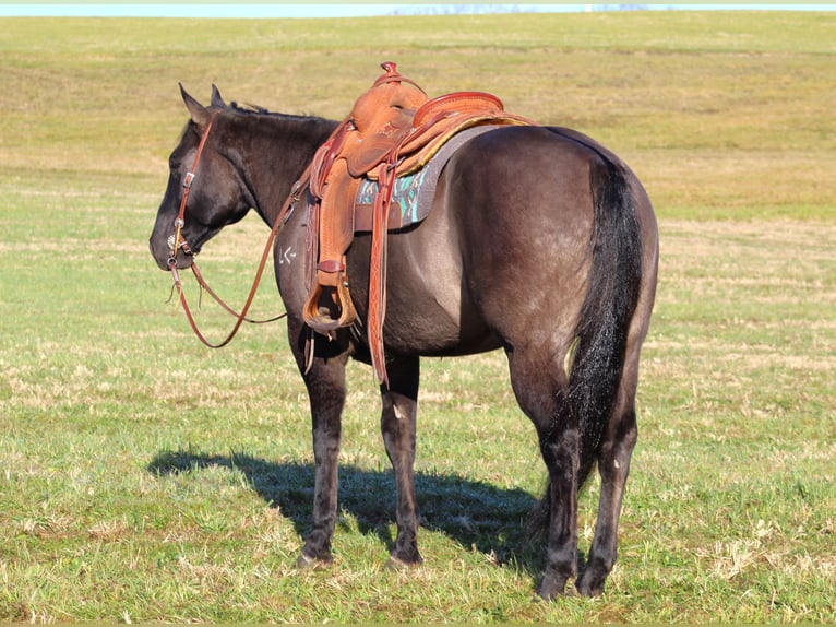 American Quarter Horse Castrone 8 Anni 160 cm Grullo in Clarion